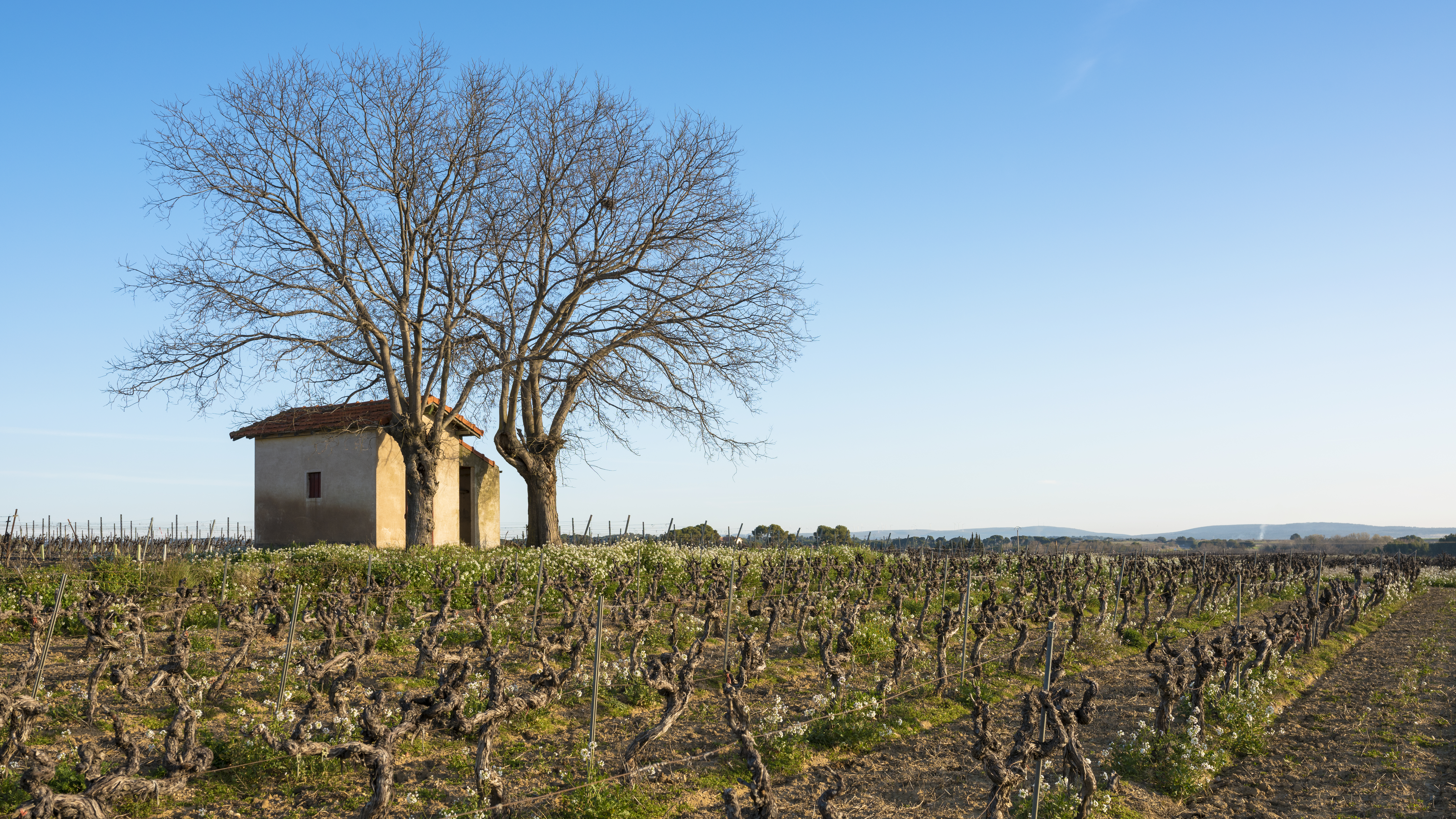 Tontitown Vineyards